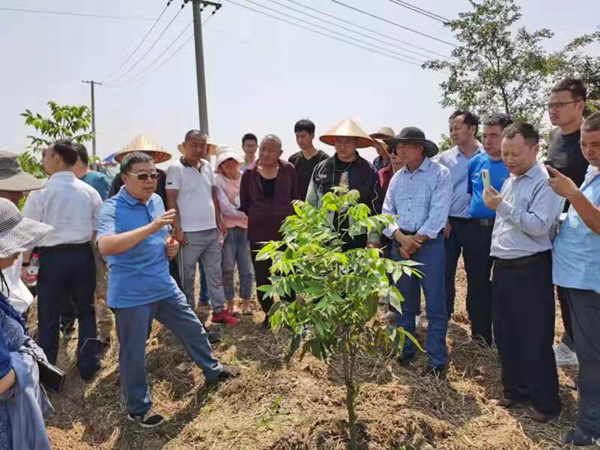 定遠縣桑澗鎮：提升“四帶一自”  助推鄉村振興-送技術.jpg