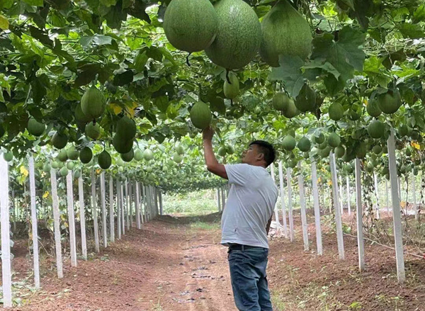 瓜蔞部落 (2).jpg 瓜蔞部落 (2).jpg